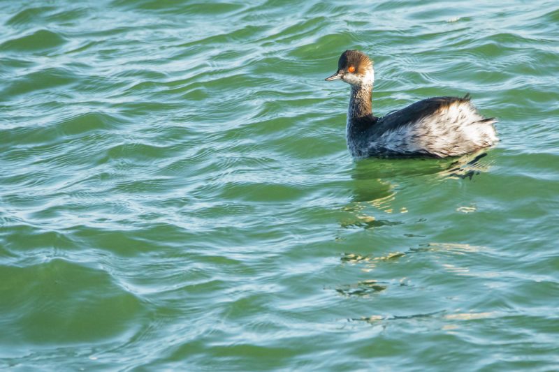 Grèbe à cou noir dans le chenal du Tréhic